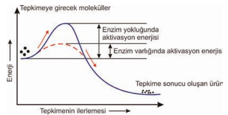 enzim enerji diagram