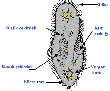 parameciumnucleus