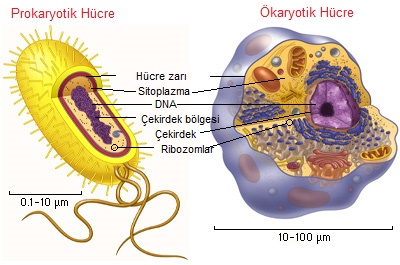 prokaryot ve okaryot hucreler hayatin dilini ogrenmek icin