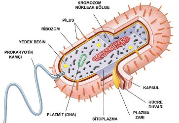 bakteri2