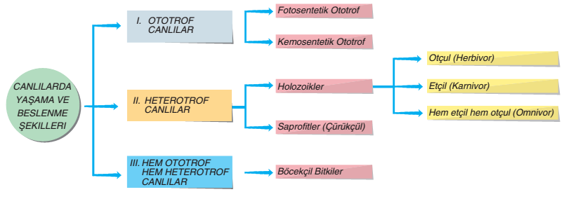 ekosistem beslenme