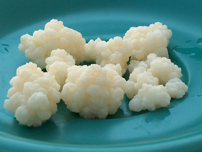 fermentasyon1