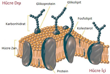 glikolipidss