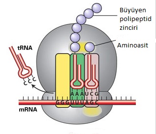 ribozomdaproteinsentezibasit