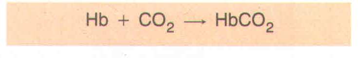 solunum gaz11