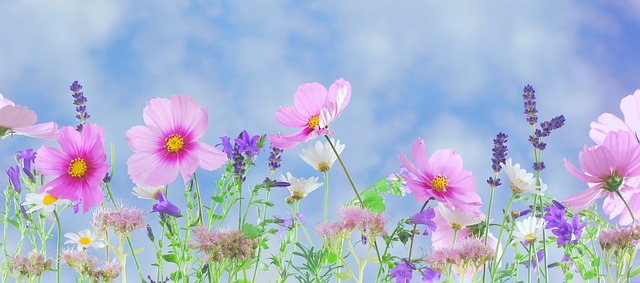 wild flowers 571940 640